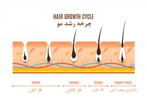 چرخه رشد مو